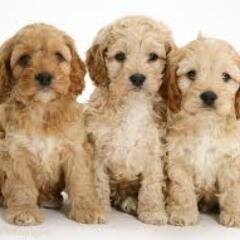 dogs, cats, rabbits, fish, gerbils, hamsters, hedgehogs and more!