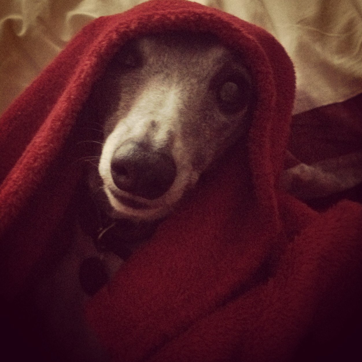 My name is Whippy but more unfortunatly known as boo,boo I am a very much loved posh pooch. Please do follow me :p