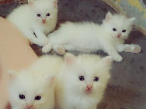 UNIQUE PETSHOP & STUFF Jl.POCUT MEURAH INSEUN No.3 Kp.Mulya (belakang sekolah methodist) 081269690269 / 21e4daf9