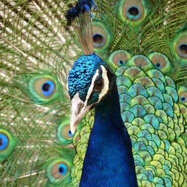 PaonCompagnie's profile picture. Création de bijoux à plumes. Paon, coq, faisan, perdrix, pintade...