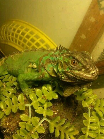 Reptile breeder, love watching any kind of racing, I fish, hunt, mud bog and listen to country music