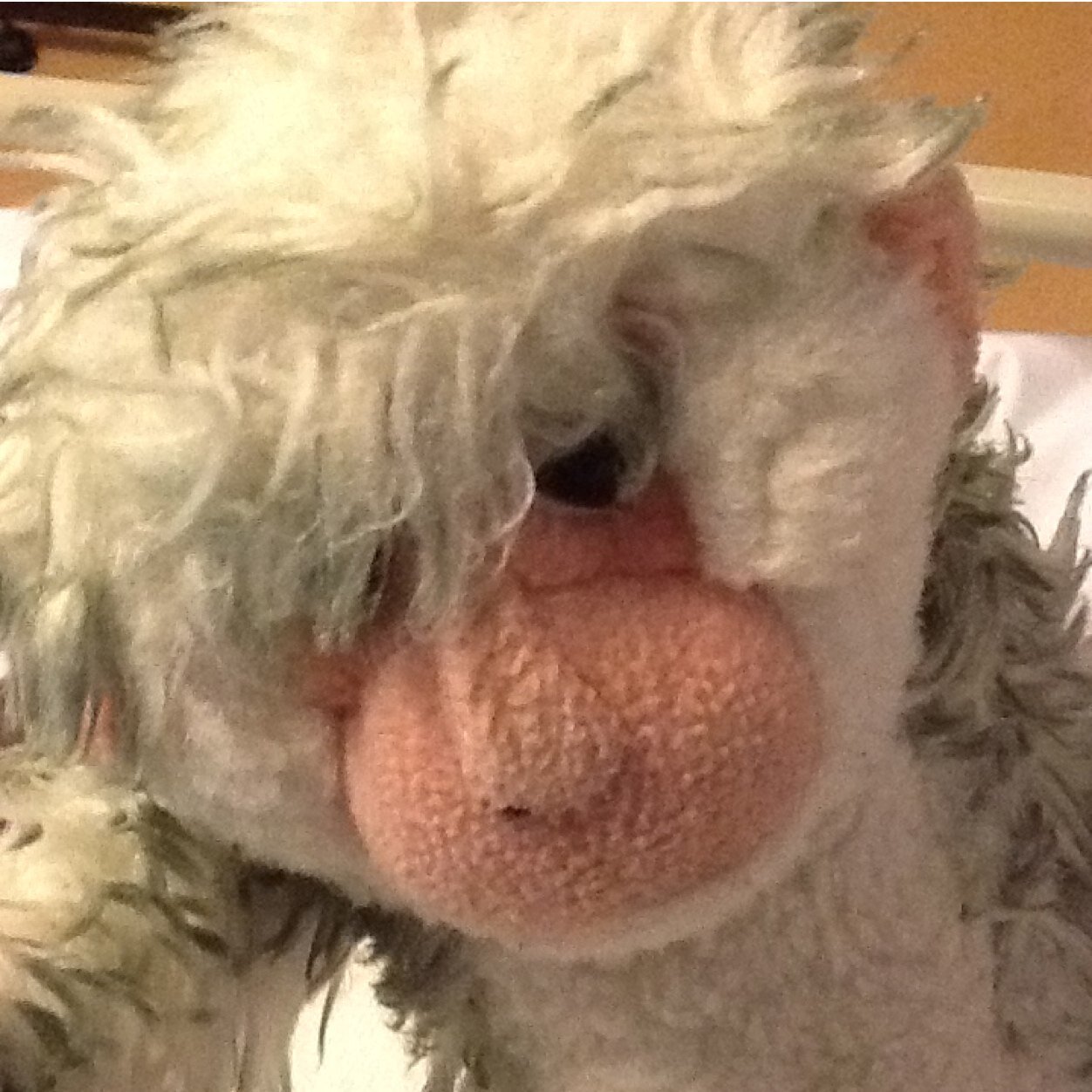 Fighter of Duchenne Muscular Dystrophy. No monkeying around, its time to fight Duchenne! It is my goal to get 100 celeb followers to raise awareness for DMD.