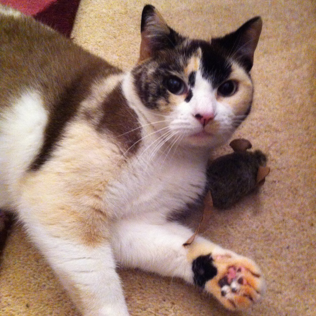 Lisa_Stothard's profile picture. Teaching Instructor from Norfolk. Love cooking, movies and reading ❤