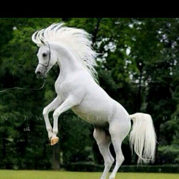 ‏‏‏‏‏‏تابعني اتابعك ..مفضلتي باانتضارك ...اكلبيه كلي فخر  ..الخاص ممنوع في حشمة الشايب والقبيلة♥♥♥♥