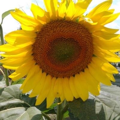 unlu2015's profile picture. 