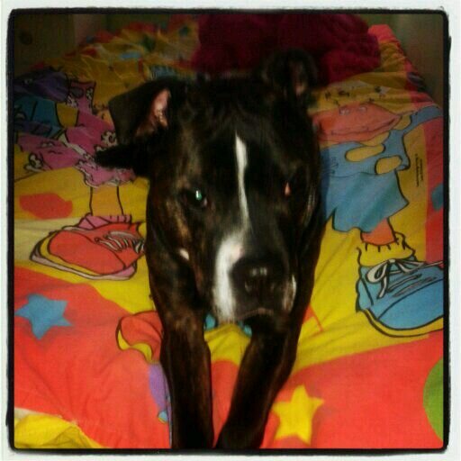 alexhaigh43's profile picture. Hiya I'm Alex.  From Hull in East Yorkshire. I'm a carer for my partner. Tweet about anything and everything ;)