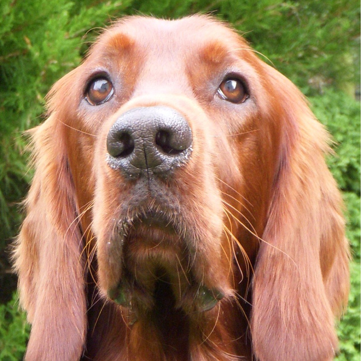 Redbeardthedog's profile picture. Redbeard here! The Holmes' family dog. First thing Sherlock ever cared about was me, and I love him more than Mycroft, hehe. #notdeadredbeard -OFFICIAL-