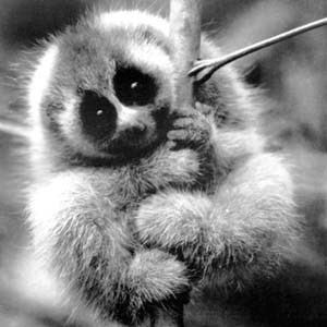 kireevds's profile picture. 