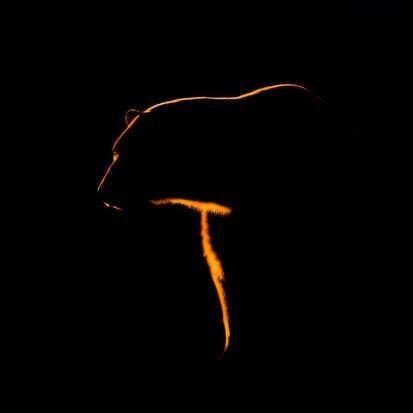 BiciOsosVIP's profile picture. Grupo ciclista urbano, que se reúne todos los viernes para rodar por las calles de la Ciudad de México, y desestresarse con unas chelas. 21:00 hrs.,