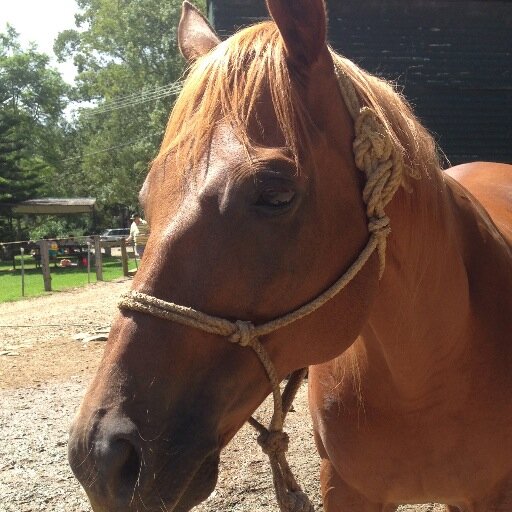 Pegasus Park Equestrian Centre specialises in horse riding  and Lessons for all ages and abilities. Located amongst the Byron Bay Hinterlands