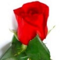 Sharon Widlits (@widlits) 's Twitter Profile