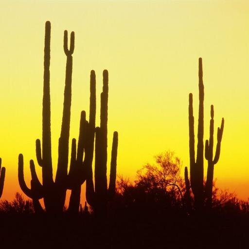 ScottsdaleEDC's profile picture. Learn about fun events in Scottsdale! #FindMoreDoMore