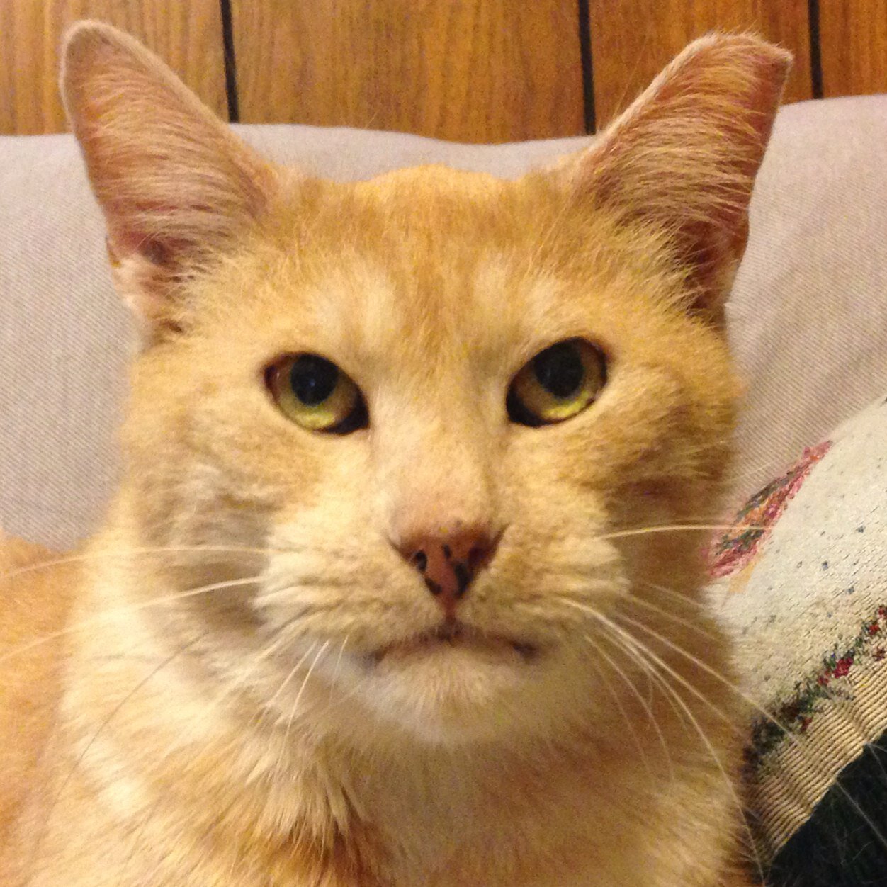 ChandlerCatFL's profile picture. I was rescue cat - 1 of 700 from Caboodle Ranch. I enjoyed the inside life for 5 years before I passed. I was a lucky cat.