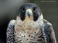 andresvillagr17's profile picture. 