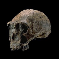 Human Origins at SI (@humanorigins) 's Twitter Profile