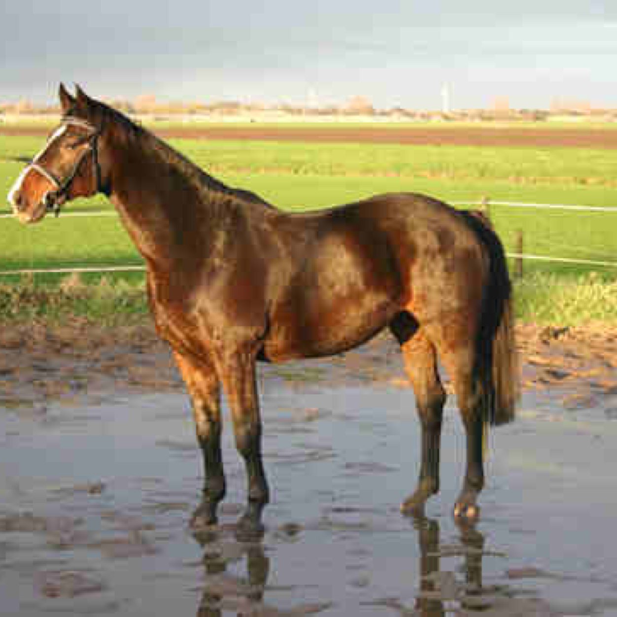 I am a horse who is wet often.