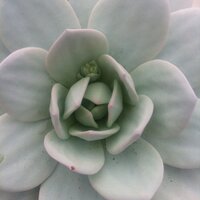 losreyescoyoacan (@reyescoyoacan) 's Twitter Profile