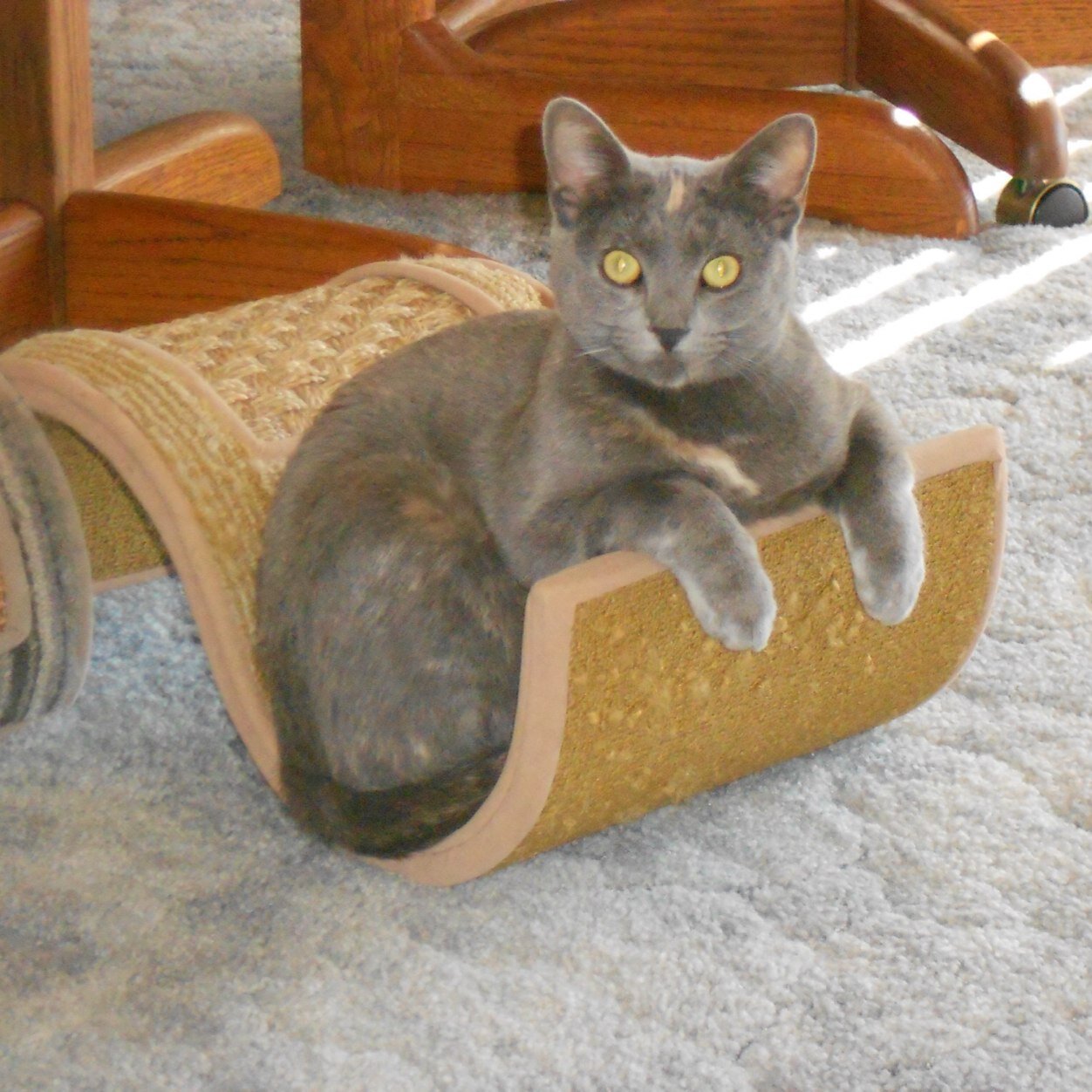 Sue29Palms's profile picture. There is so much beauty in the world…..and so much fading away.