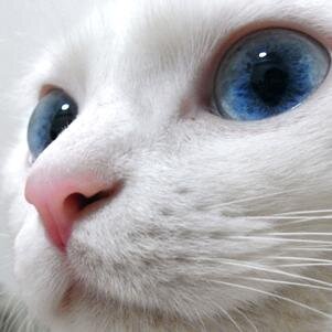 na_ko_na_'s profile picture. 猫命、猫LOVE。生まれ変わりたい。バス釣り好きだけど行けない引き蘢り系アウトドア。グラフィックデザイナーらしい。DQW好き。ポロイチは【塩】#fundoshi #air_fundoshi