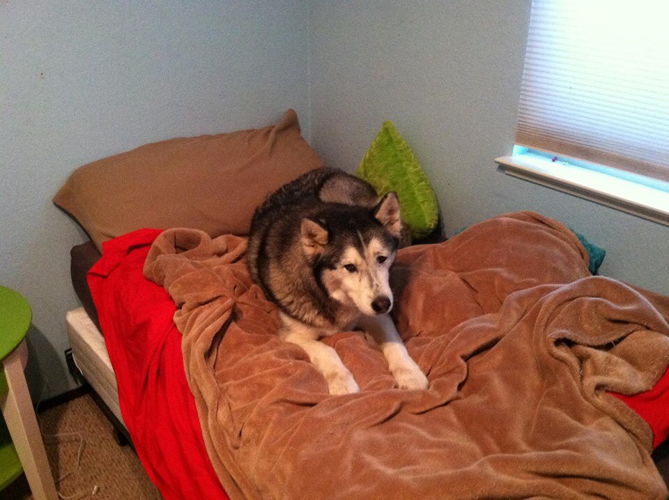 Gamer Husky Mascot