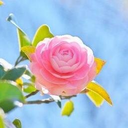 maeusiro1's profile picture. B型らしく、人目を気にせず、勝手気ままに生きてきました。これからもわがまま放題に突っ走ります。気に障ることがあっても、大目に見てやってください。時には「なぞなぞ」で頭をひねってみませんか？10秒考えるだけでも、気分転換できますよ！
いくつわかるかな～？