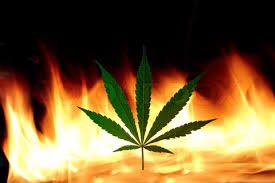 Service Provider to the Legal and Medical Marijuana Industry and Aviation Corp! Follow us for up to date news!