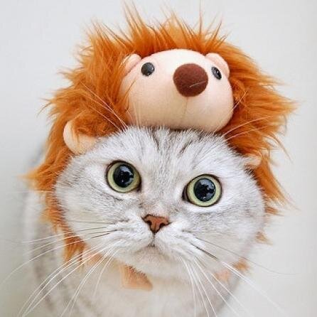 SaputraHarlan's profile picture. Husband to @Resdianita
Recently have become a father of a beautiful baby girl.
Trying not to take anything for granted.