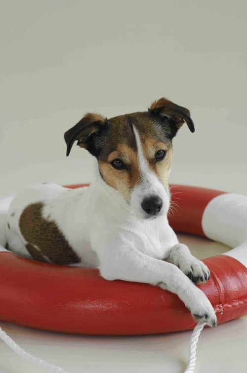 HundeInBalance's profile picture. Hundephysiotherapeutin, Dogslumber®- und Verhaltenstherapeutin, Sachverständige zur Leinenbefreiung in Hamburg