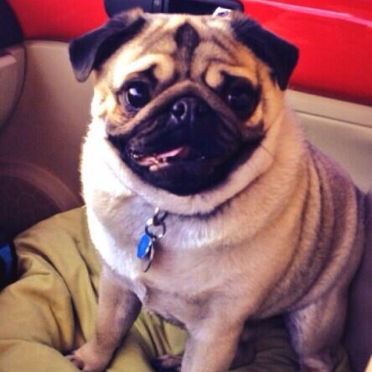 Hi I'm otis! I'm just fat and happy and I love everyone! Oh and I'm the cutest pug ever, so follow me for pictures every day!