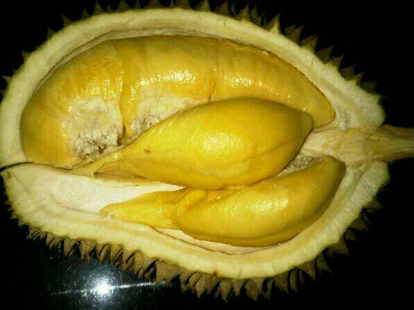 Bibit Buah Durian @irulsoleh  Twitter