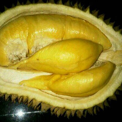 Bibit Buah Durian @irulsoleh Twitter Bibit Buah Durian @irulsoleh Twitter
