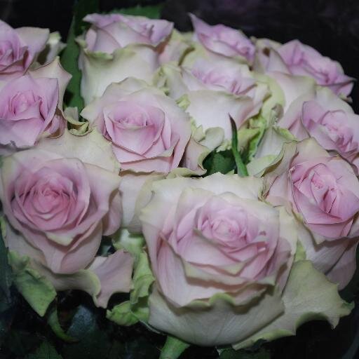 FreshfloraGreg's profile picture. MD of Fresh Flora P/L. Supplying the region with quality roses.