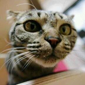 qwer683's profile picture. 자랑스런 대한민국 냥이