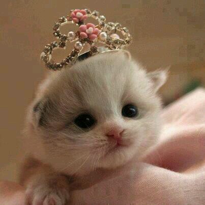 nivedhithakdns's profile picture. 