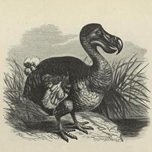 vocododo's profile picture. Strange Name, Good Music