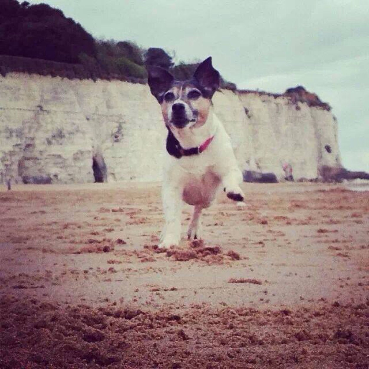 lucyjackrussel's profile picture. the dog that loves broadstairs and stone bay