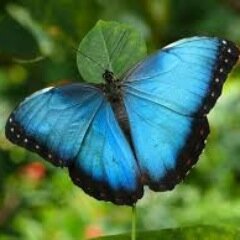 Save all forests esp REDWOODS! Vegetarian, animal lover, doing my part to save mother earth. How about you? Love + Peace.
