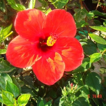 meralhedef's profile picture. 