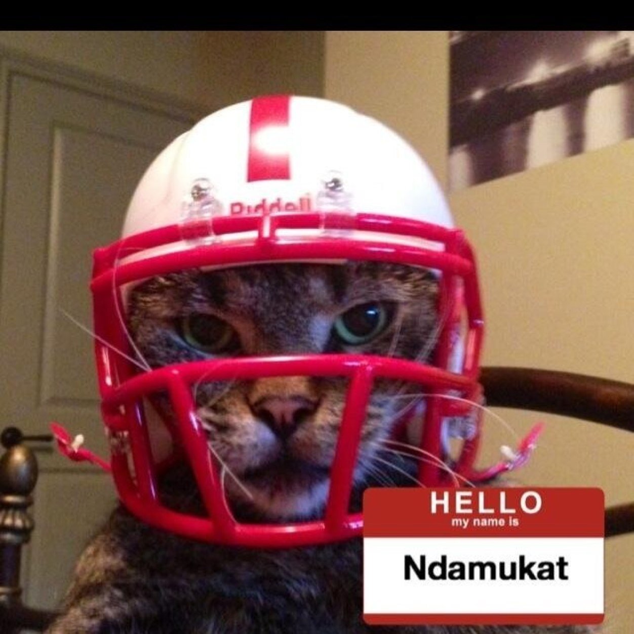 The former @boshuskercat now NDAMUKAT. #GBR #JustFixIt Ř