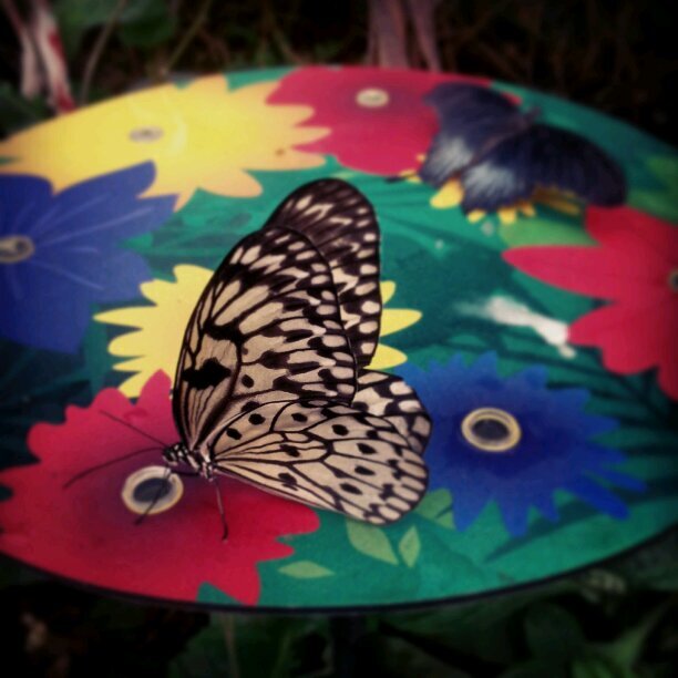 Anet_Ella's profile picture. film geek and armchair mountaineer