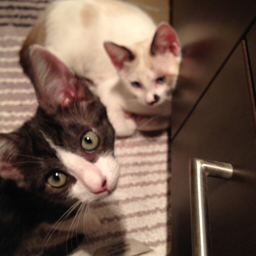 zubapixi's profile picture. Hi, we are two cats named Zuba and Pixi check out our youtube videos which also regularly include our brother Cruiser who is a miniature dachshund :)