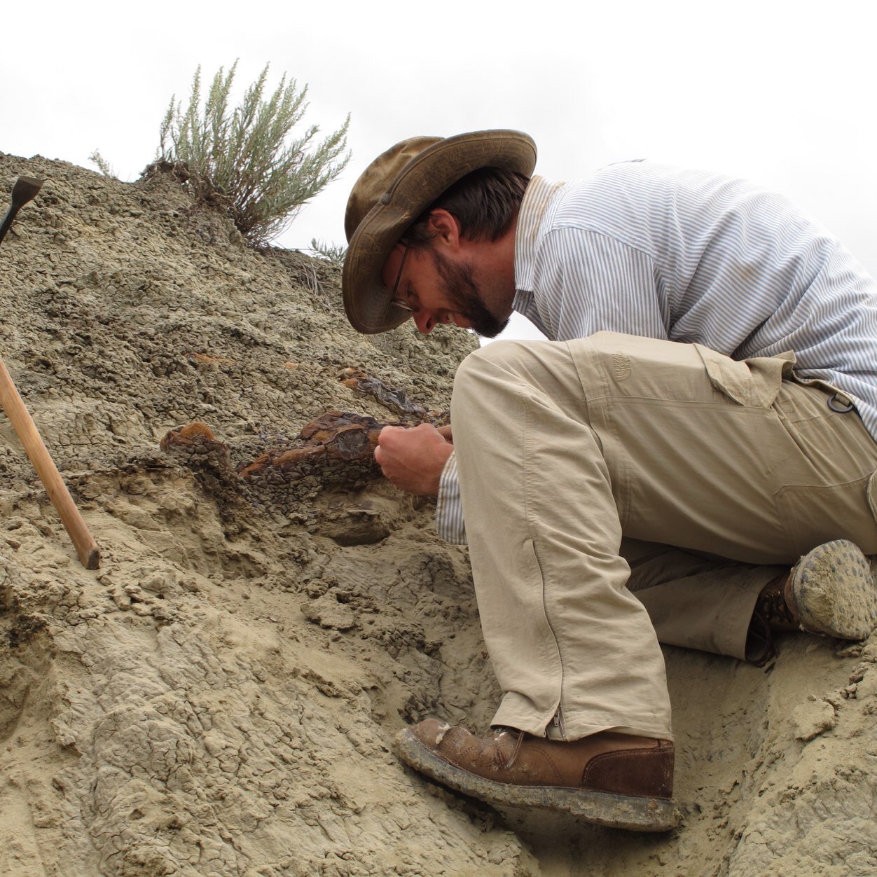 Paleontologist, Zoologist, researcher, discovered Dakota the Dinomummy, fossil finder, author.