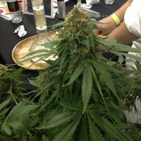 Amish Herb (@troyware4) 's Twitter Profile