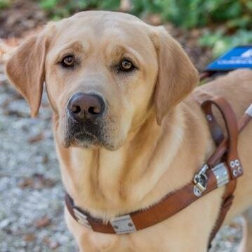 dogs walkthrough s e guide dogs dogguidetrainer dogs walkthrough s e guide dogs dogguidetrainer