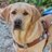 DogGuideTrainer's profile image