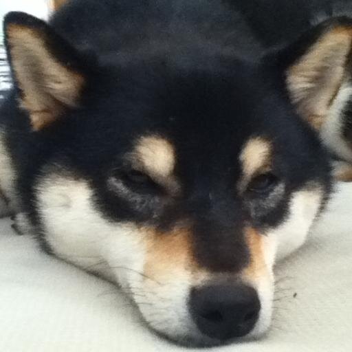 vtwoen's profile picture. わんこ /麺類/ お酒/ 飲食業/cafe/punk /hardcore/ Thrash /Metal/本日も異常ありません🐕