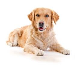 petsyshop's profile picture. Le catalogue Petsyshop regroupe l'essentiel des produits pour vos animaux de compagnie.