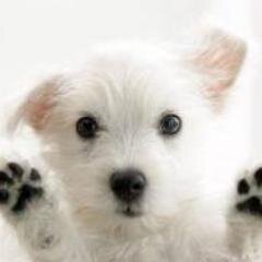かわいいぃ動物を紹介しますね。思わずほっこりしたらRT！！
