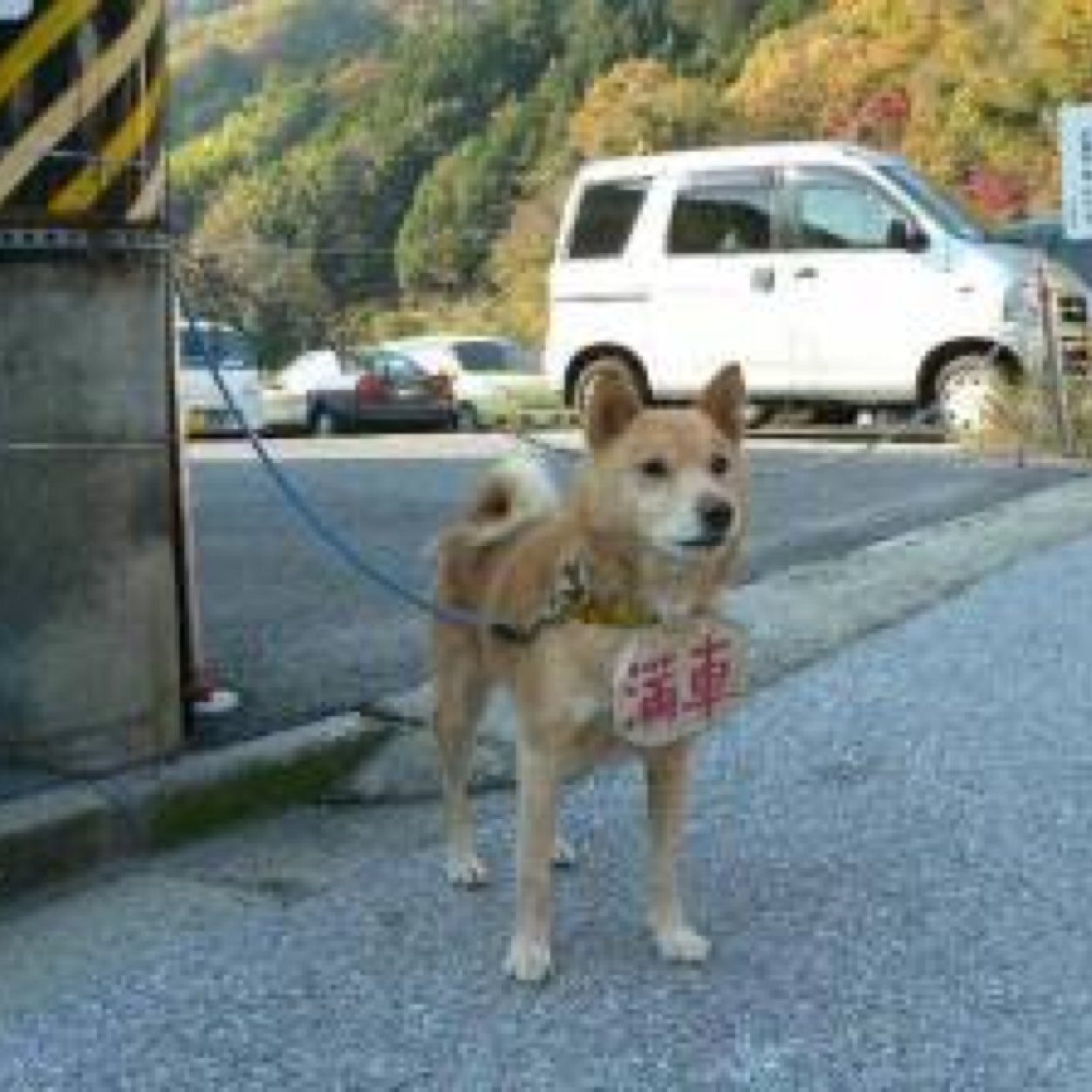 さつまいもティー