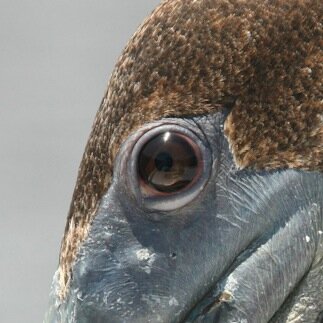 Pelican's Eye & Critical Coastal AREA29 support protecting the environment at the Fitzgerald Marine Reserve and beyond.
